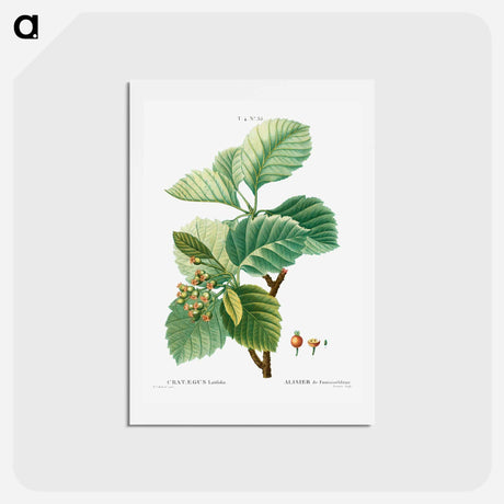 アートポストカード-Broad-leaved whitebeam - ピエール ジョゼフ ルドゥーテ Postcard.