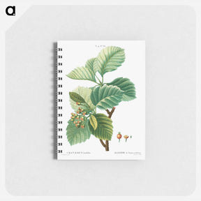 アートメモ帳-Broad-leaved whitebeam - ピエール ジョゼフ ルドゥーテ Memo.