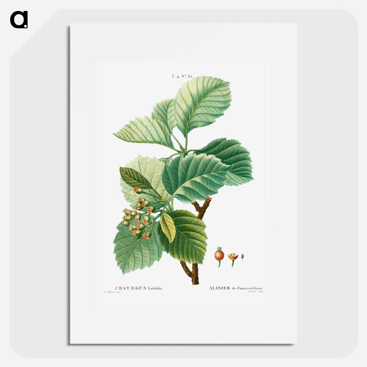 Broad-leaved whitebeam - ピエール ジョゼフ ルドゥーテ Poster.