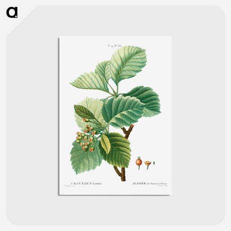 アートポストカード-Broad-leaved whitebeam - ピエール ジョゼフ ルドゥーテ Postcard.