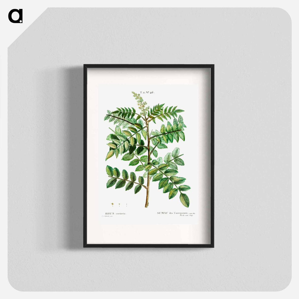 Sicilian sumac (Rhus coriaria) - Pierre Joseph Redouté Poster.