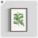 Sicilian sumac (Rhus coriaria) - Pierre Joseph Redouté Poster.