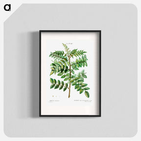 アートポスター-Sicilian sumac (Rhus coriaria) - ピエール ジョゼフ ルドゥーテ Poster.