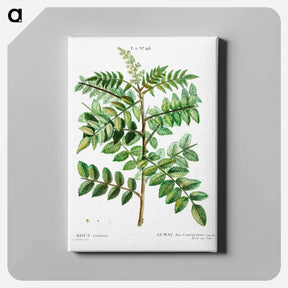 アートパネル-Sicilian sumac (Rhus coriaria) - ピエール ジョゼフ ルドゥーテ Canvas.