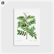 アートポストカード-Sicilian sumac (Rhus coriaria) - ピエール ジョゼフ ルドゥーテ Postcard.