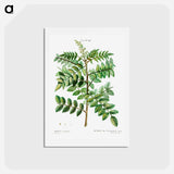 アートポストカード-Sicilian sumac (Rhus coriaria) - ピエール ジョゼフ ルドゥーテ Postcard.