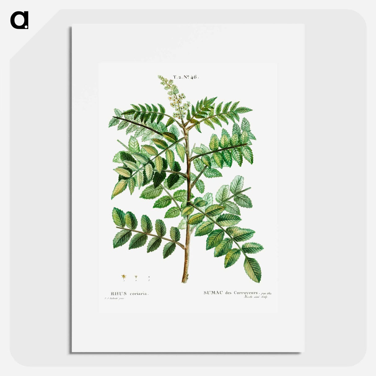 Sicilian sumac (Rhus coriaria) - Pierre Joseph Redouté Poster.