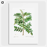 Sicilian sumac (Rhus coriaria) - Pierre Joseph Redouté Poster.