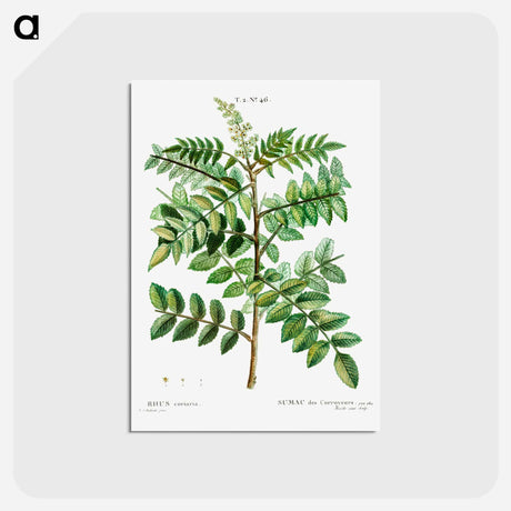 アートポストカード-Sicilian sumac (Rhus coriaria) - ピエール ジョゼフ ルドゥーテ Postcard.