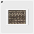 アートポストカード-Animal Locomotion
 - エドワード マイブリッジ Postcard.