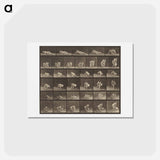 アートポストカード-Animal Locomotion
 - エドワード マイブリッジ Postcard.