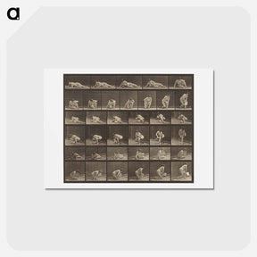 アートポストカード-Animal Locomotion
 - エドワード マイブリッジ Postcard.