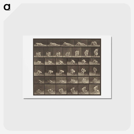 アートポストカード-Animal Locomotion
 - エドワード マイブリッジ Postcard.
