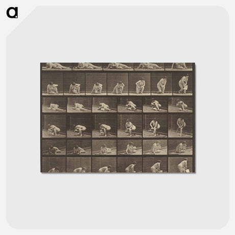 アートポストカード-Animal Locomotion
 - エドワード マイブリッジ Postcard.