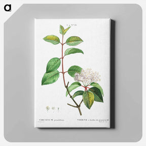 アートパネル-Blackhaw - ピエール ジョゼフ ルドゥーテ Canvas.