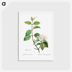 アートポストカード-Blackhaw - ピエール ジョゼフ ルドゥーテ Postcard.