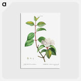 アートポストカード-Blackhaw - ピエール ジョゼフ ルドゥーテ Postcard.