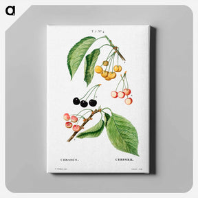 アートパネル-Cherry, Cerasus - ピエール ジョゼフ ルドゥーテ Canvas.