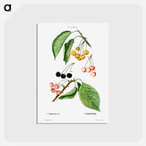 アートポストカード-Cherry, Cerasus - ピエール ジョゼフ ルドゥーテ Postcard.