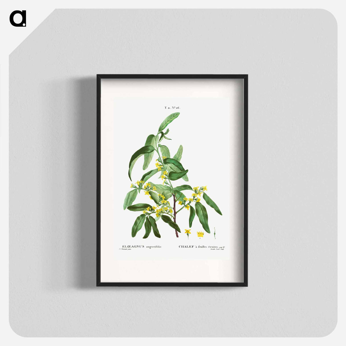 Russian olive - Pierre Joseph Redouté Poster.