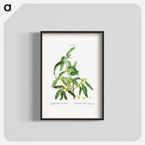 アートポスター-Russian olive - ピエール ジョゼフ ルドゥーテ Poster.