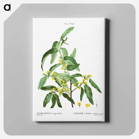 アートパネル-Russian olive - ピエール ジョゼフ ルドゥーテ Canvas.