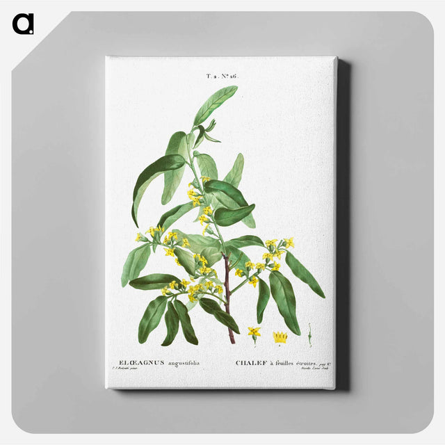アートパネル-Russian olive - ピエール ジョゼフ ルドゥーテ Canvas.