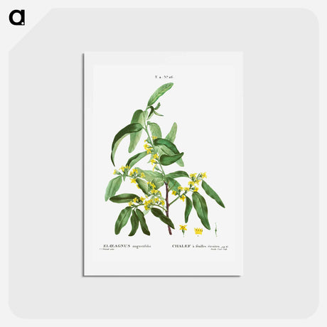 アートポストカード-Russian olive - ピエール ジョゼフ ルドゥーテ Postcard.