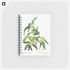 アートメモ帳-Russian olive - ピエール ジョゼフ ルドゥーテ Memo.