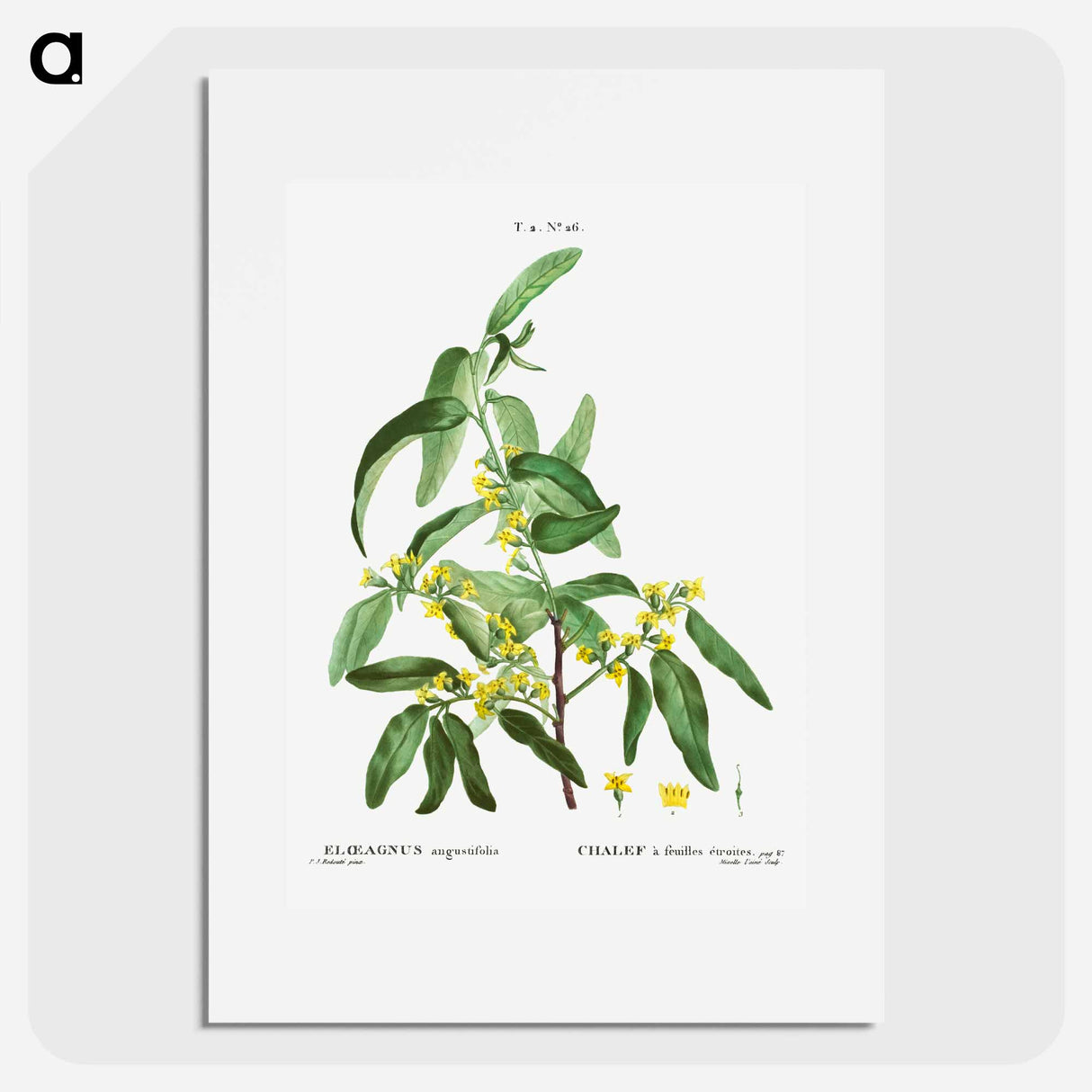 Russian olive - Pierre Joseph Redouté Poster.