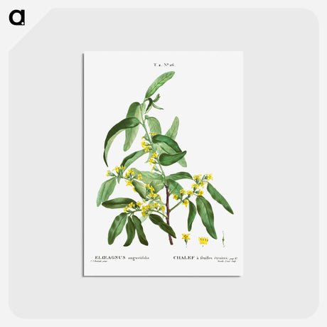 アートポストカード-Russian olive - ピエール ジョゼフ ルドゥーテ Postcard.