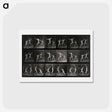 アートポストカード-Fencing
 - エドワード マイブリッジ Postcard.