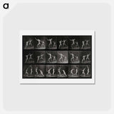 アートポストカード-Fencing
 - エドワード マイブリッジ Postcard.
