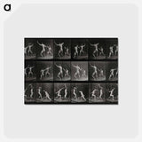 アートポストカード-Fencing
 - エドワード マイブリッジ Postcard.