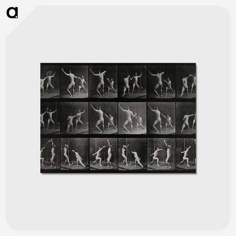 アートポストカード-Fencing
 - エドワード マイブリッジ Postcard.