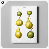 アートパネル-Pear, Pyrus communis - ピエール ジョゼフ ルドゥーテ Canvas.