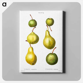 アートパネル-Pear, Pyrus communis - ピエール ジョゼフ ルドゥーテ Canvas.