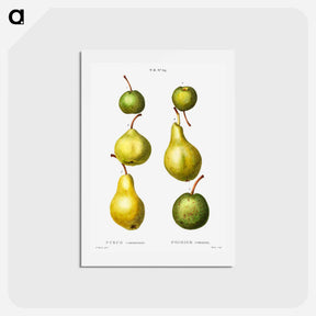 アートポストカード-Pear, Pyrus communis - ピエール ジョゼフ ルドゥーテ Postcard.