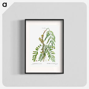アートポスター-Honey locust, Gleditsia triacanthos - ピエール ジョゼフ ルドゥーテ Poster.