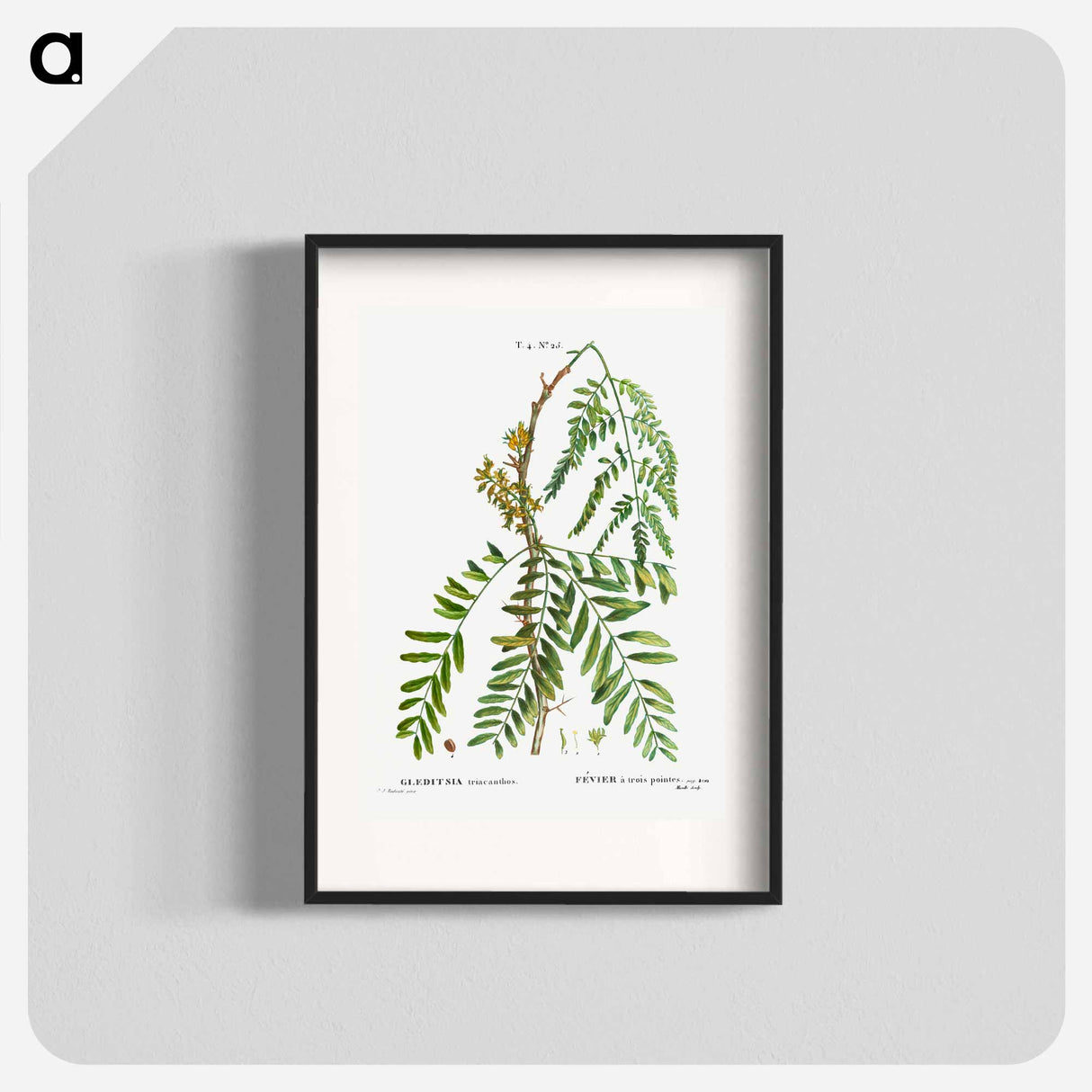 Honey locust, Gleditsia triacanthos - ピエール ジョゼフ ルドゥーテ Poster.