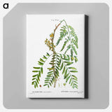 アートパネル-Honey locust, Gleditsia triacanthos - ピエール ジョゼフ ルドゥーテ Canvas.