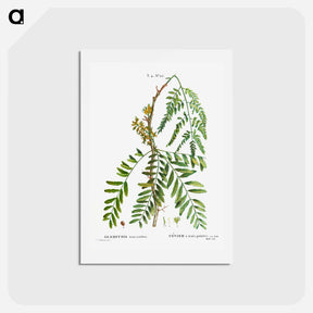 アートポストカード-Honey locust, Gleditsia triacanthos - ピエール ジョゼフ ルドゥーテ Postcard.