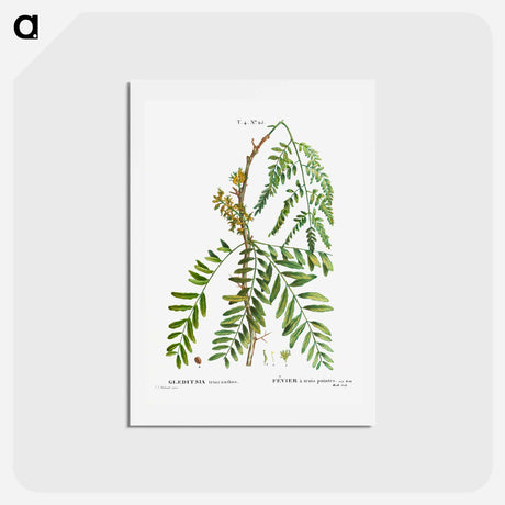 アートポストカード-Honey locust, Gleditsia triacanthos - ピエール ジョゼフ ルドゥーテ Postcard.