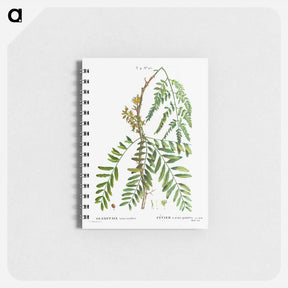 アートメモ帳-Honey locust, Gleditsia triacanthos - ピエール ジョゼフ ルドゥーテ Memo.