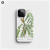 Honey locust, Gleditsia triacanthos - ピエール ジョゼフ ルドゥーテ Phone Case.