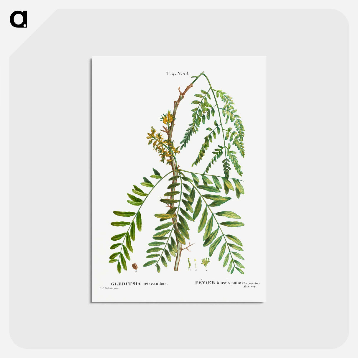 アートポストカード-Honey locust, Gleditsia triacanthos - ピエール ジョゼフ ルドゥーテ Postcard.