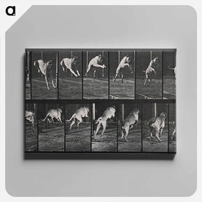 アートパネル-Dog Jumping a Hurdle
 - エドワード マイブリッジ Canvas.
