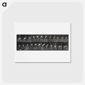 アートポストカード-Dog Jumping a Hurdle
 - エドワード マイブリッジ Postcard.