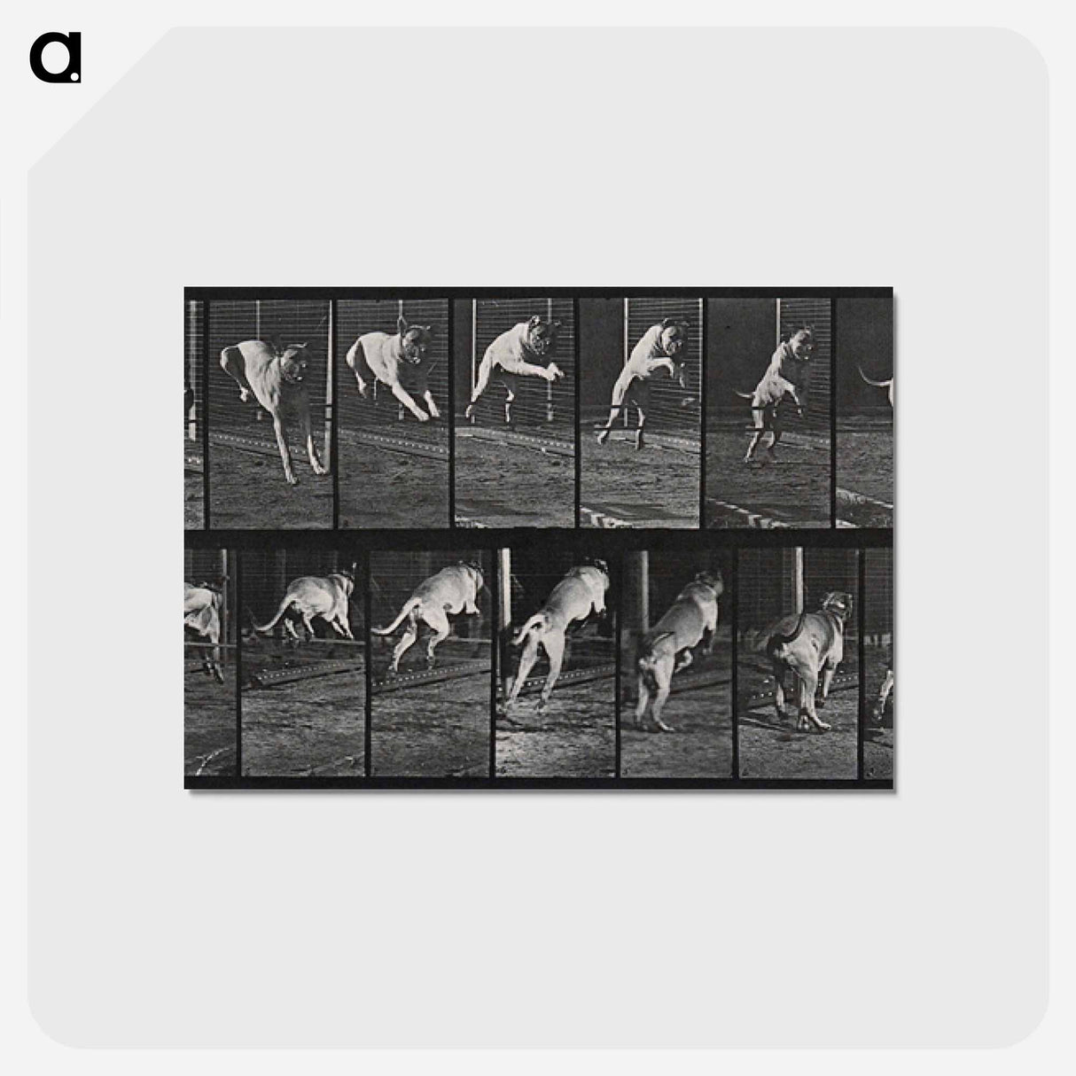 アートポストカード-Dog Jumping a Hurdle
 - エドワード マイブリッジ Postcard.