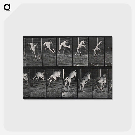 アートポストカード-Dog Jumping a Hurdle
 - エドワード マイブリッジ Postcard.